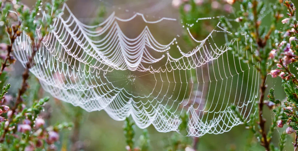 Gestion-des-emotions-sypres-deuil-