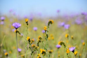 Fleurs jaune et Fleurs Violette