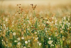 Petites fleurs de loin