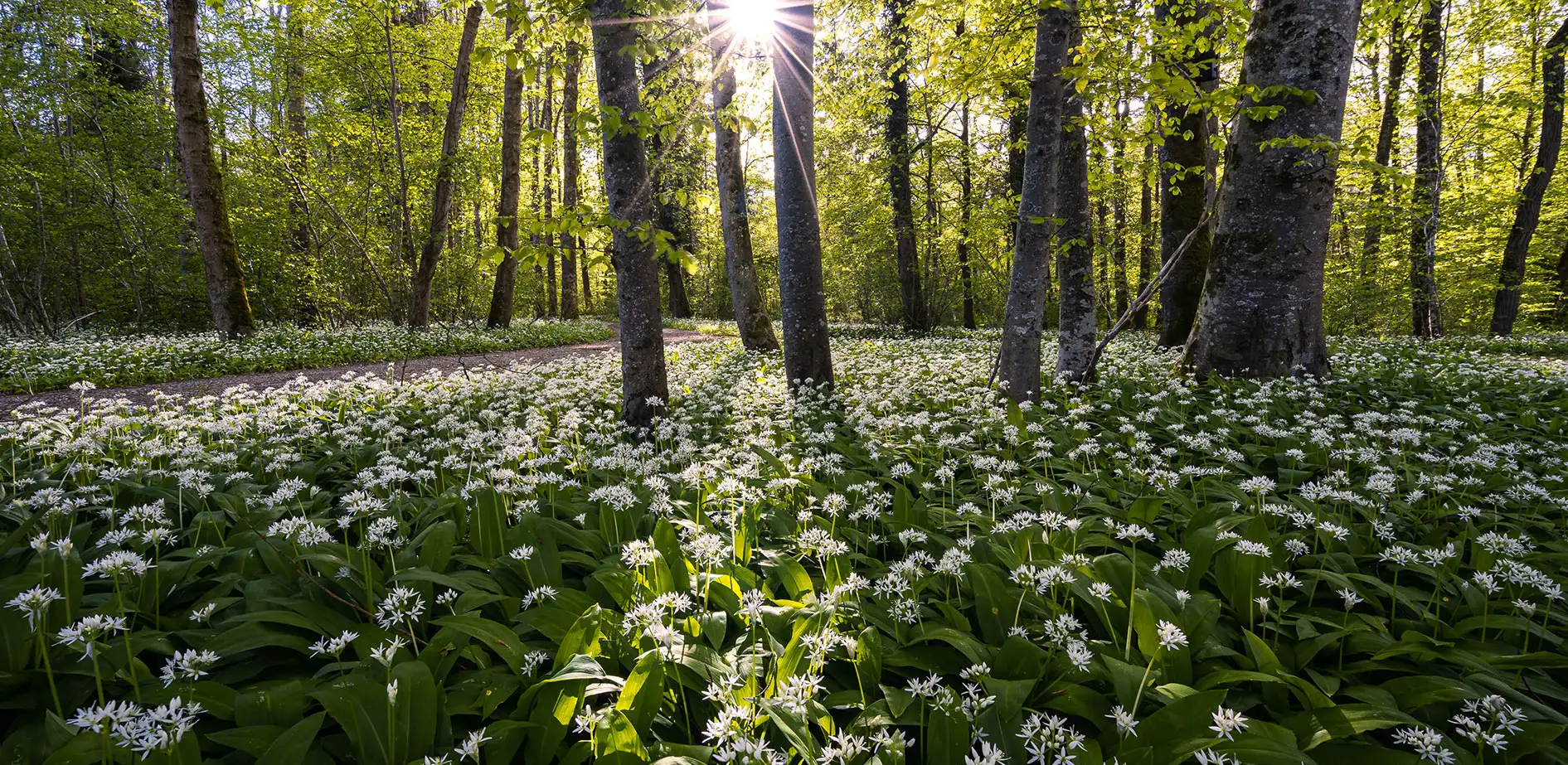 bulletin-de-souscription-aux-parts-sociales-de-sypres