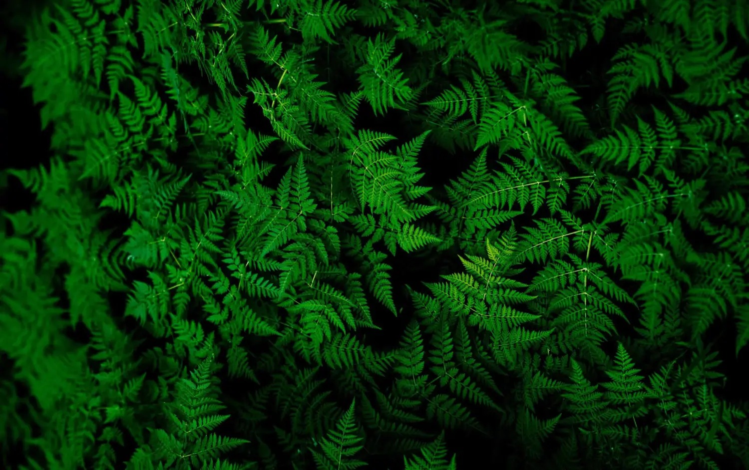 Devenir animateur de Cafés Mortels